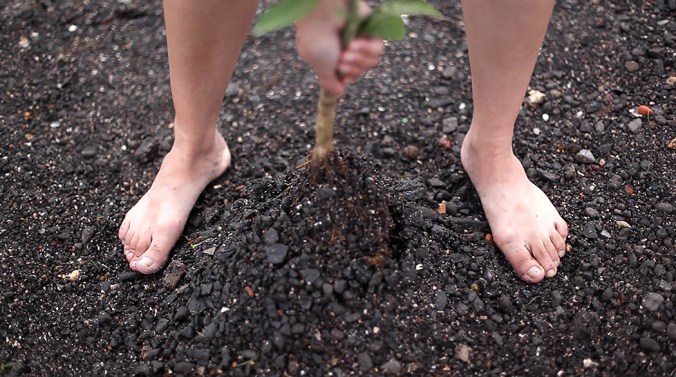 Nikki Lam_Uprooting Mandarin